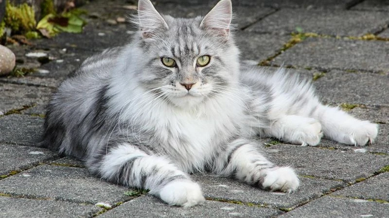 Mèo Maine Coon dễ thương