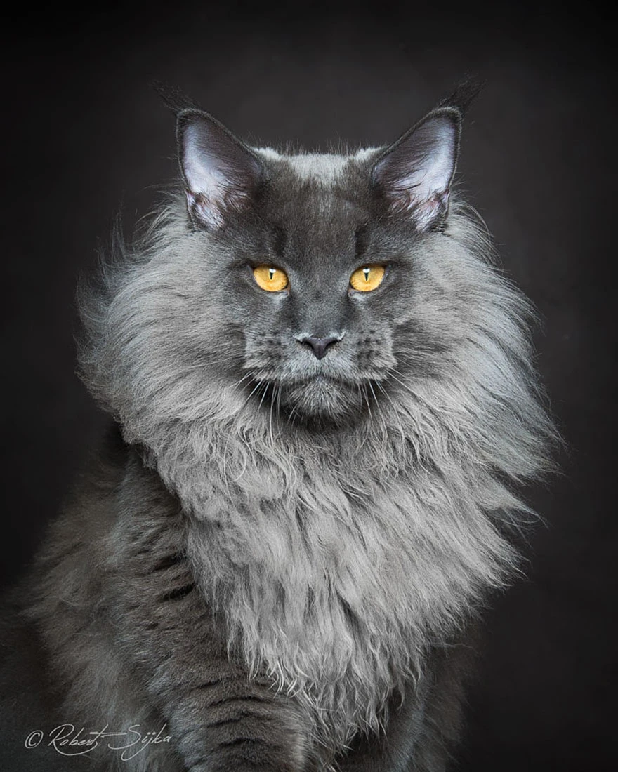 Mèo Maine Coon khỏe mạnh