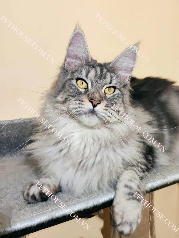 Mèo Maine Coon lai