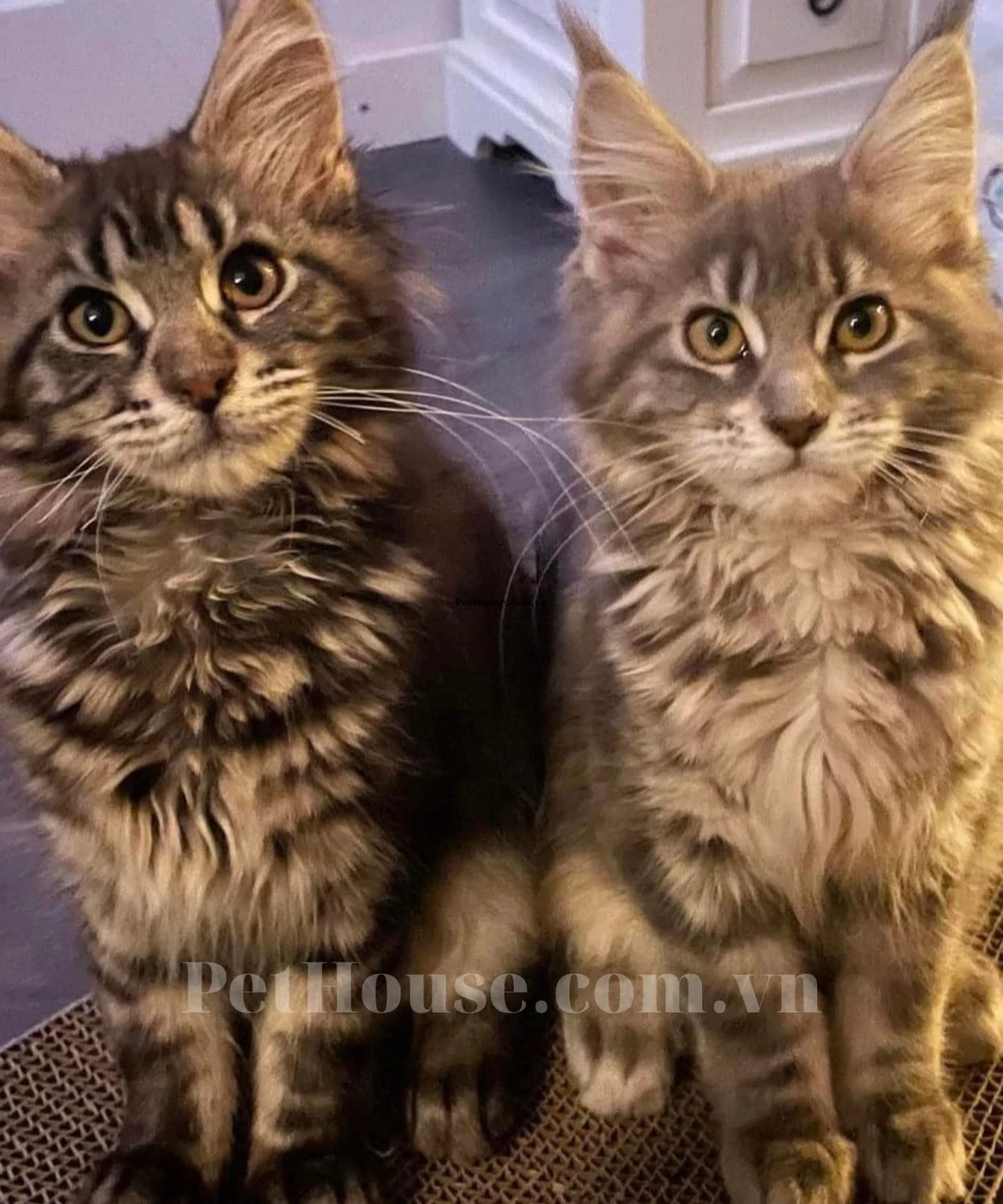 Mèo Maine Coon dễ thương