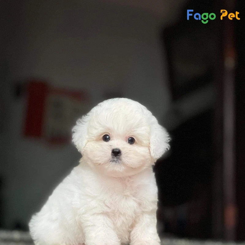 Chó Poodle Tiny đáng yêu