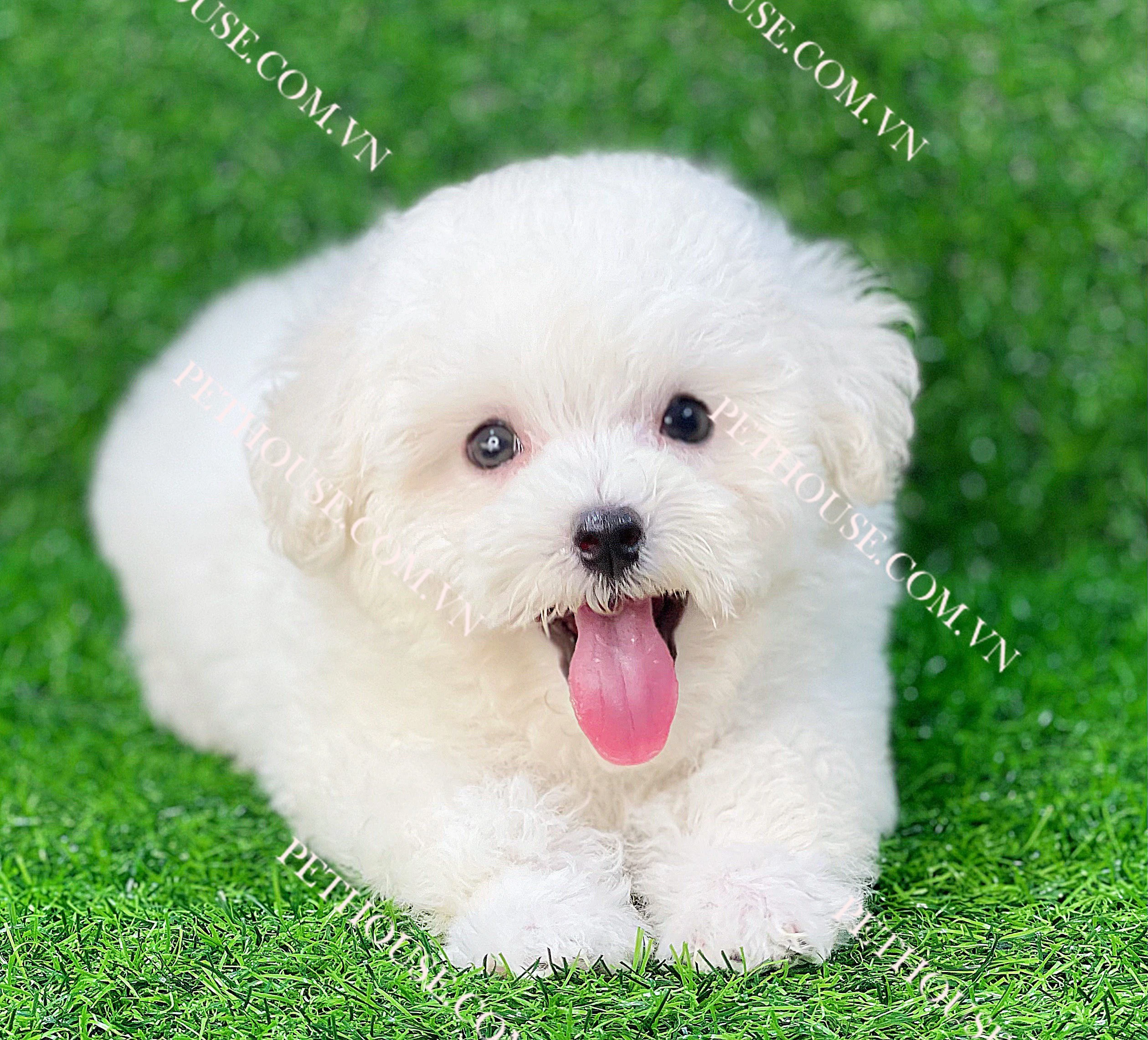 Chó Poodle Tiny trong trang phục dễ thương