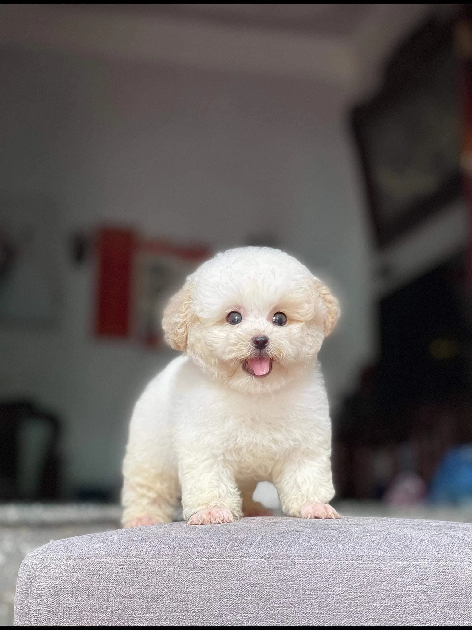 Chó Poodle Tiny trong không gian tự nhiên