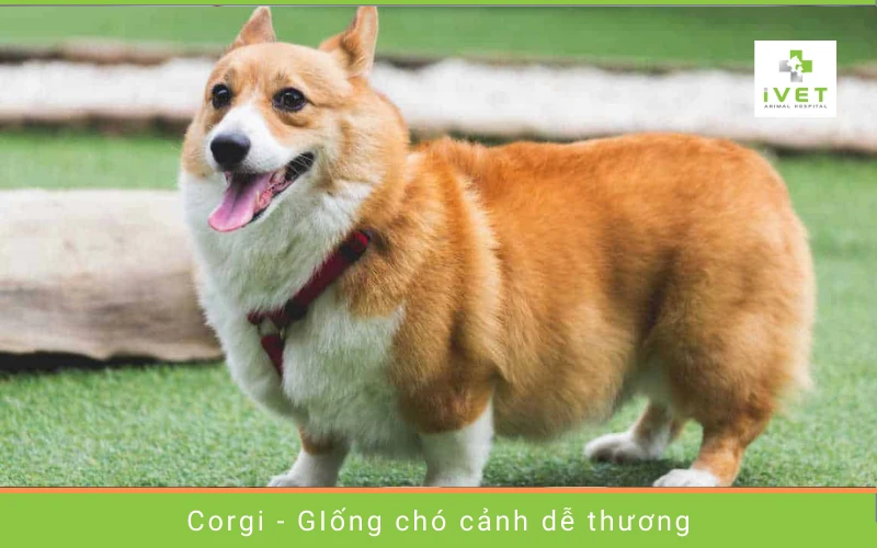 Chó cảnh