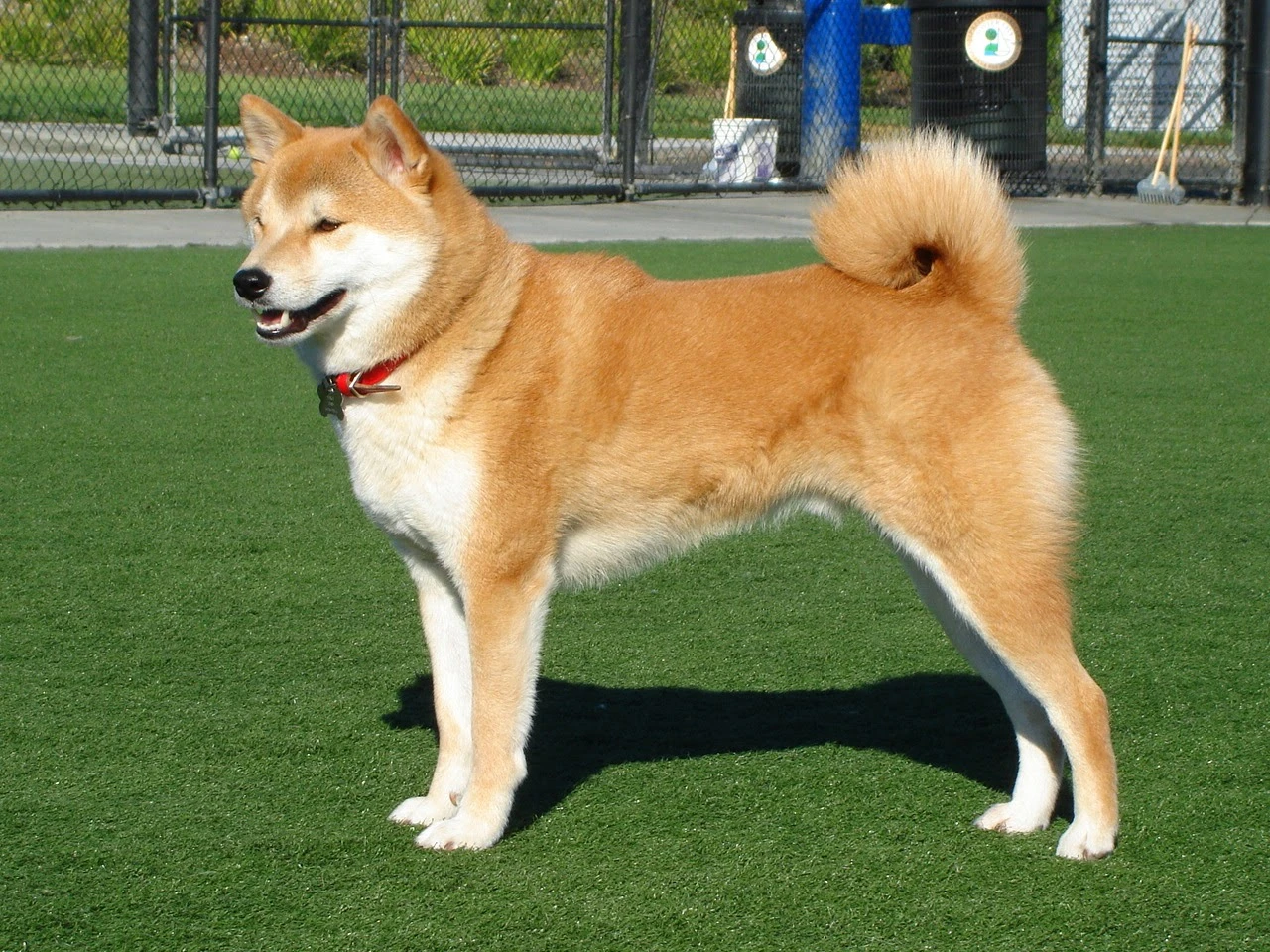 Chó Shiba Inu