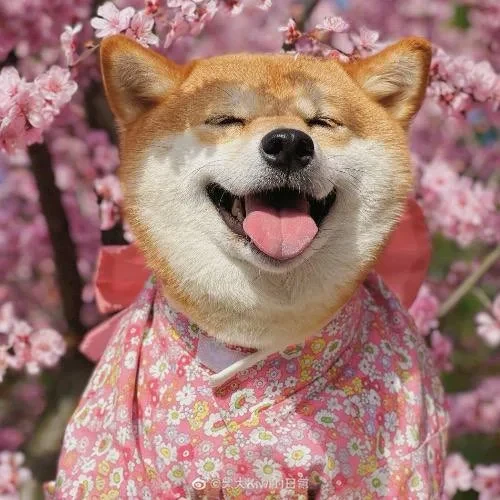 Đặc điểm chó Shiba Inu