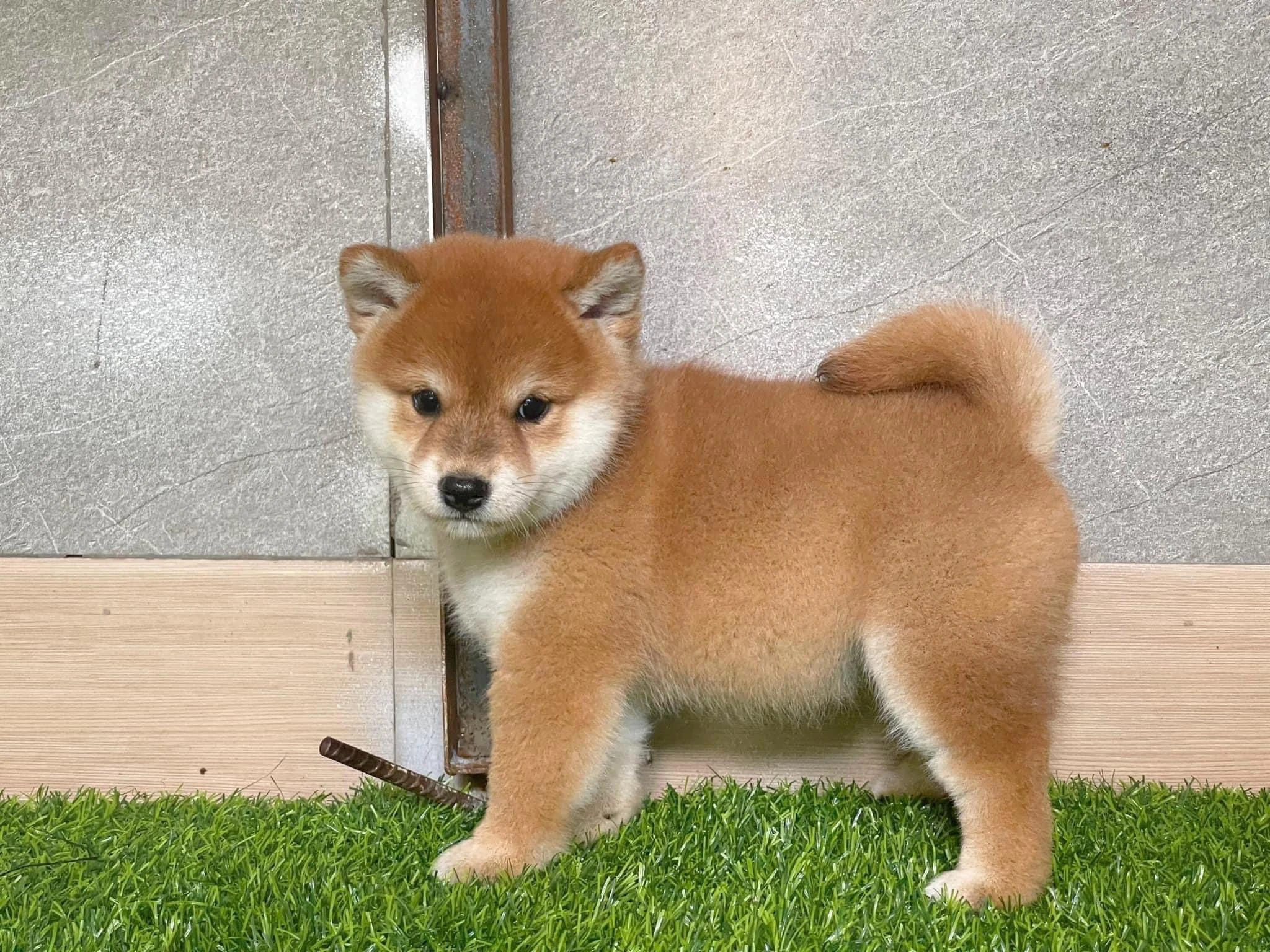 Giá bán chó Shiba Inu