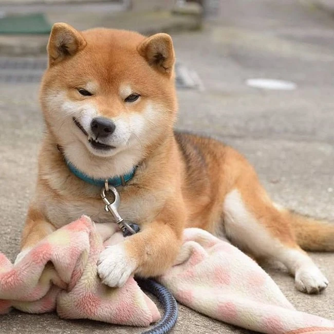 Chó Shiba Inu đáng yêu