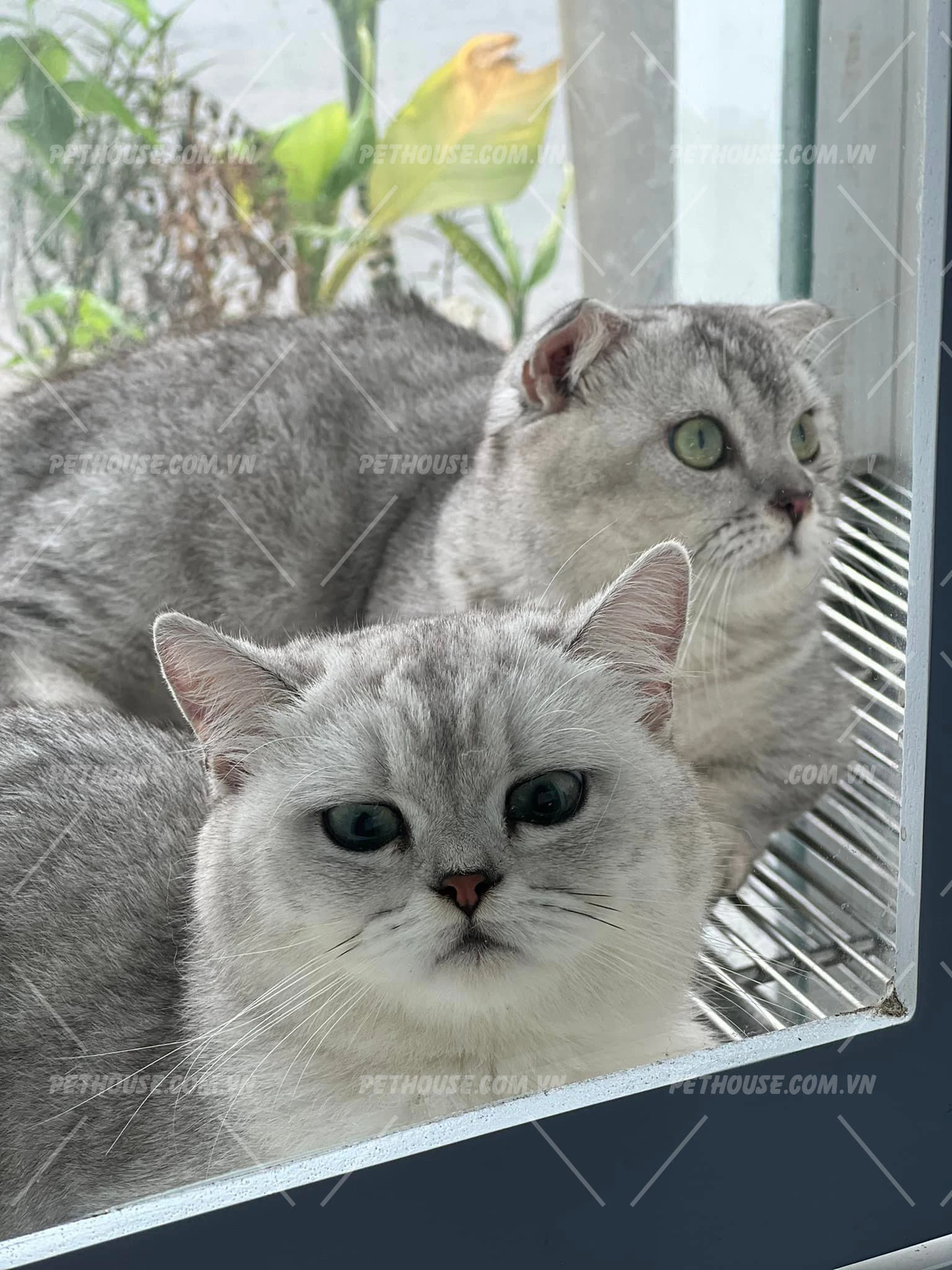 Mèo Silver Tabby Classic