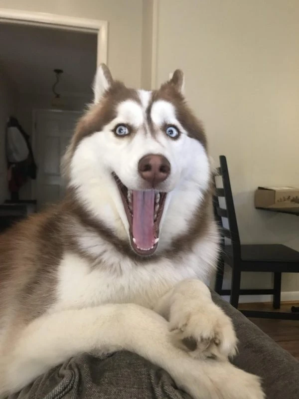 Chó Husky