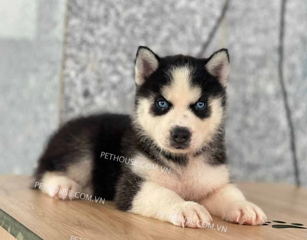 Husky