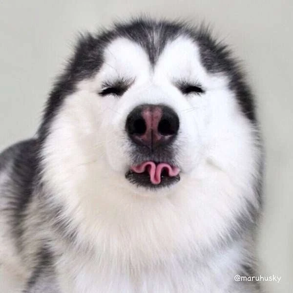 Chó Husky Nghịch Ngợm