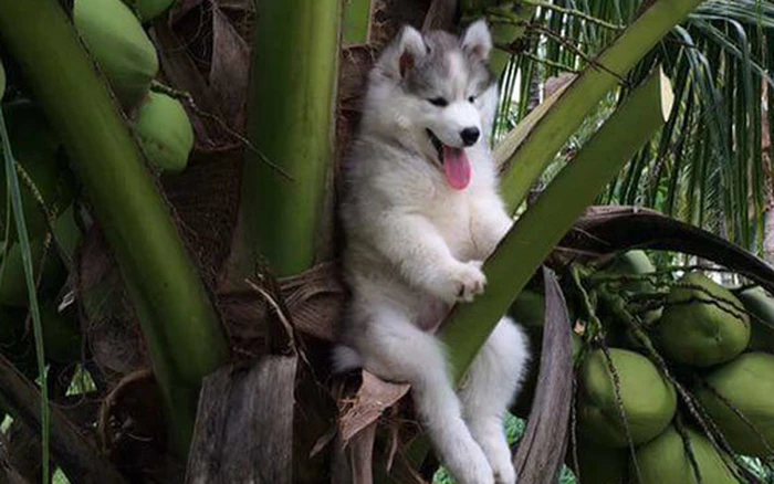 Huấn Luyện Chó Husky