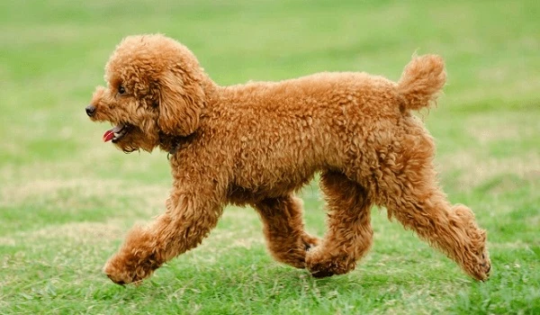 Teacup Poodle