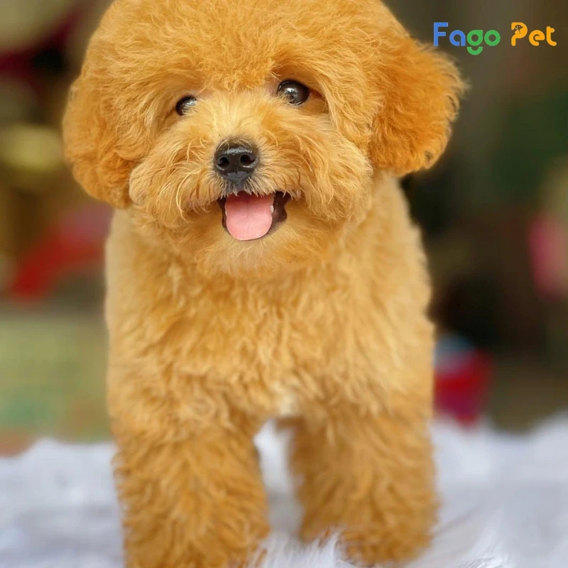 Toy Poodle