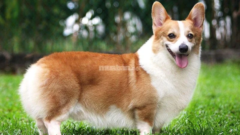 Chó Corgi lai