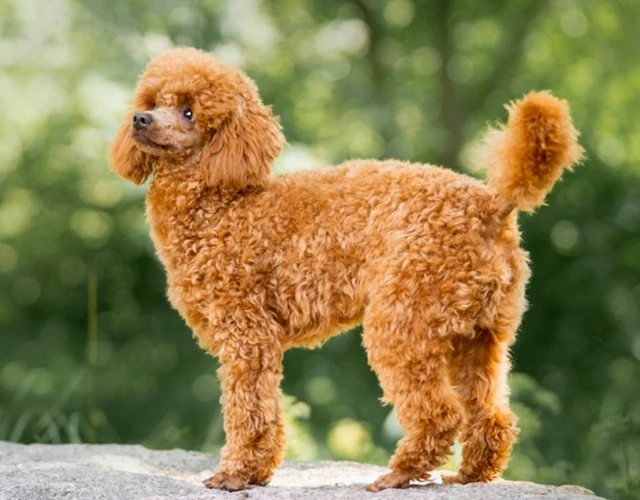 Chó Poodle Đáng Yêu