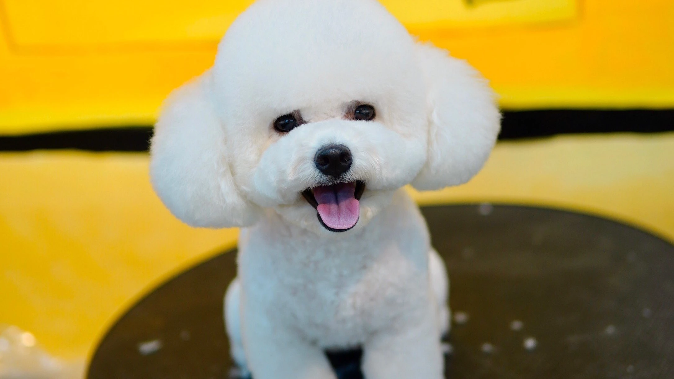 Chó Poodle Xinh Đẹp