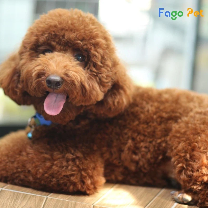 Chó Poodle dễ thương