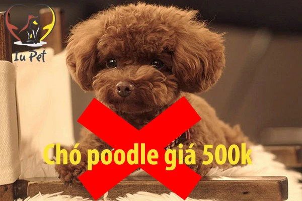 Giá chó Poodle