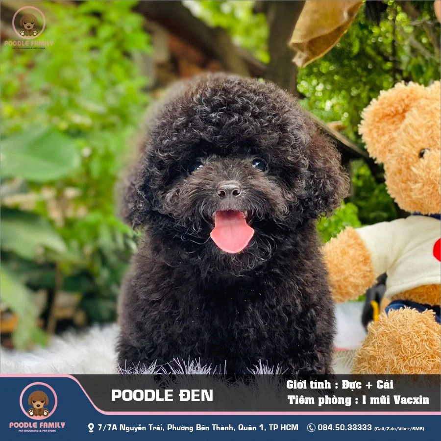 Chó Poodle đen đẹp