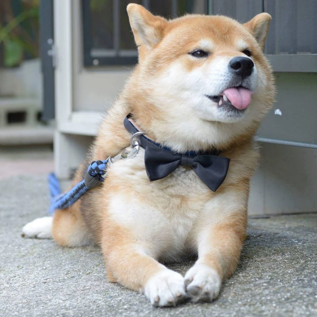 Chó Shiba Inu