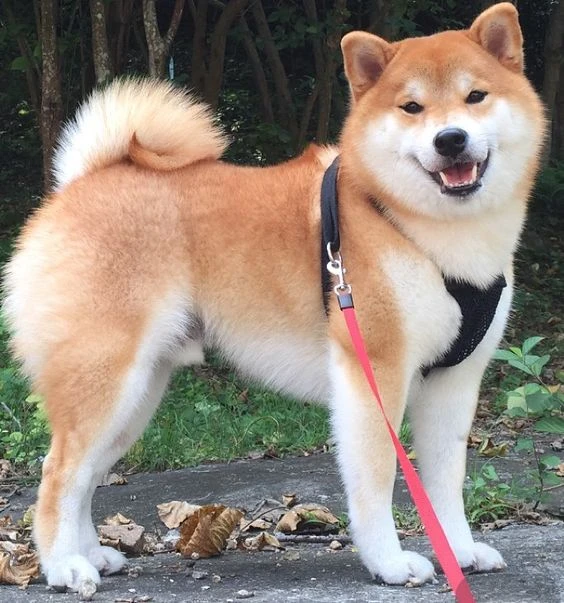 Chó Shiba Inu vui chơi