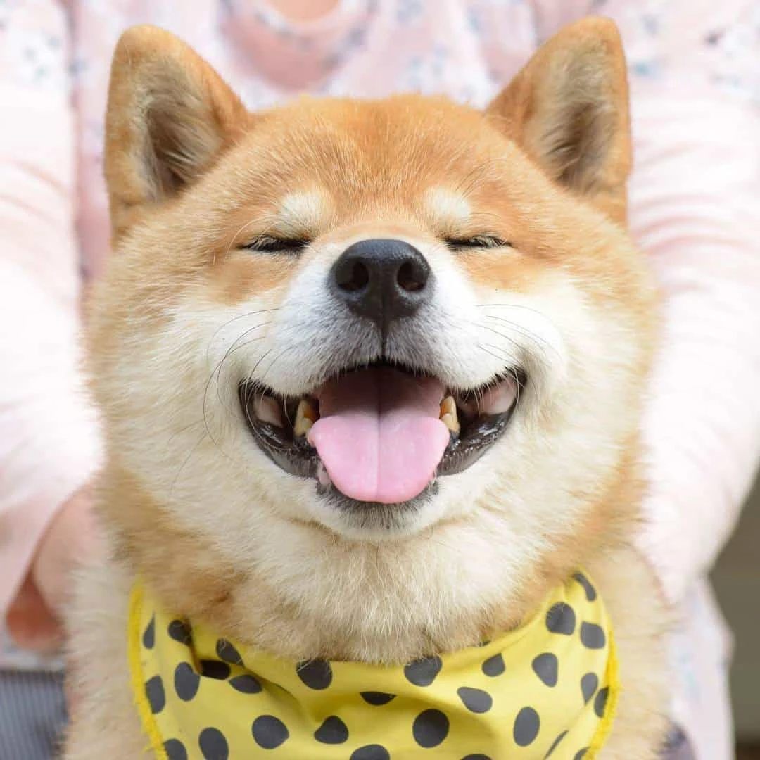 Chăm sóc chó Shiba Inu