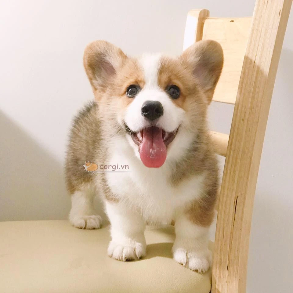 Chó Corgi thuần chủng