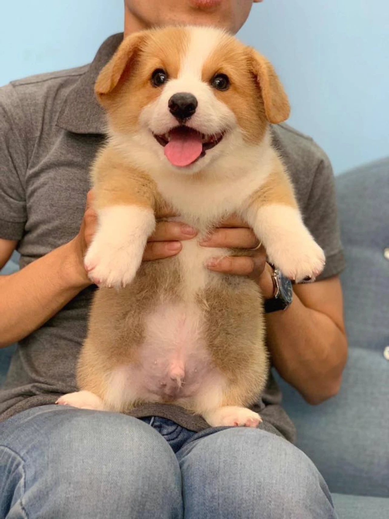 Corgi đáng yêu