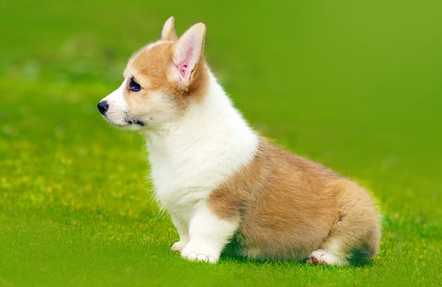 Chó Corgi dễ thương