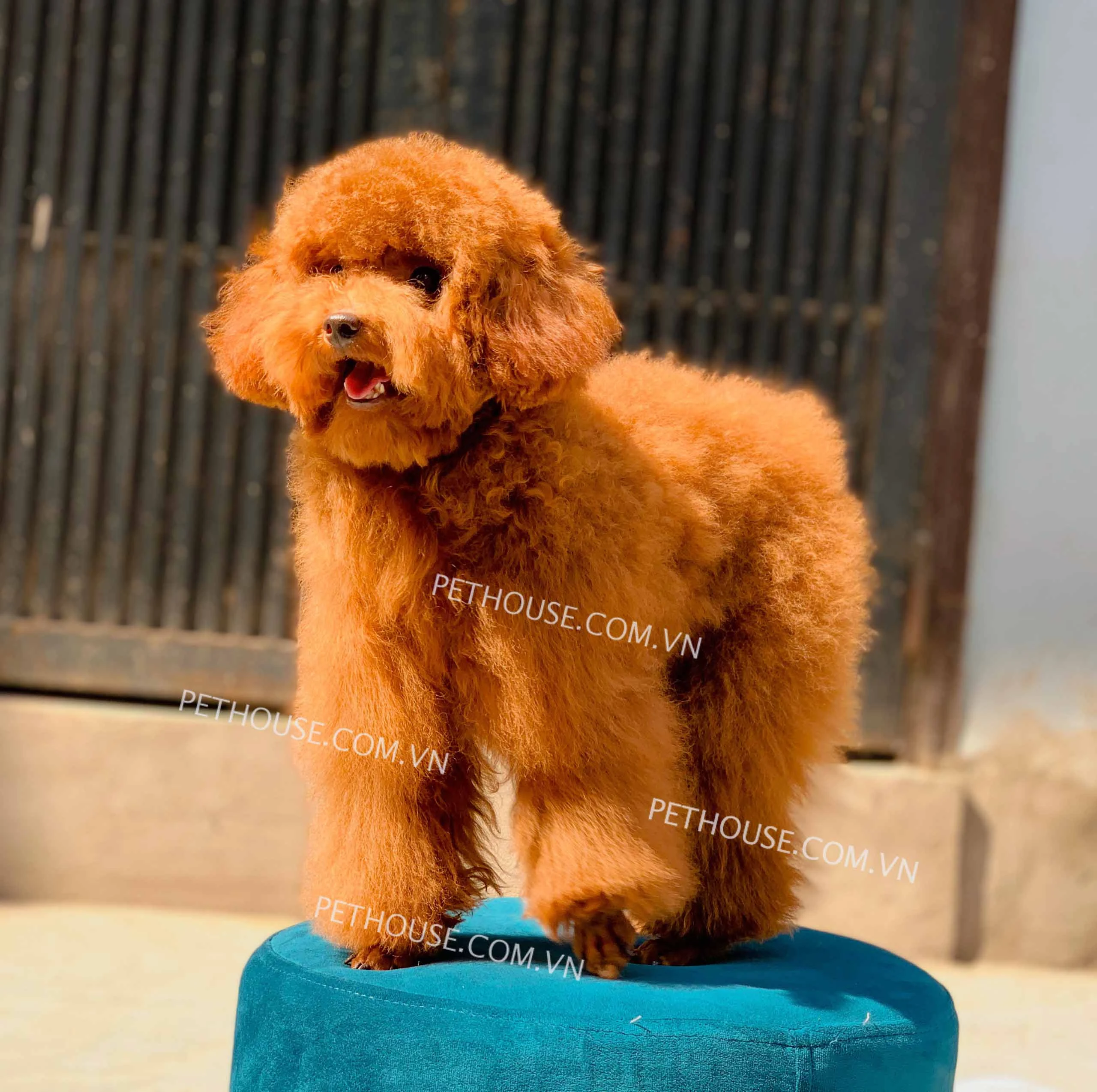 Chó Poodle dễ huấn luyện