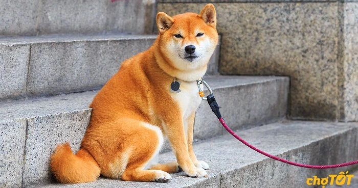 Chó Shiba Inu