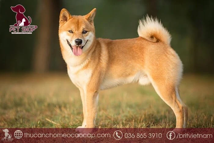 Chó Shiba Inu tinh nghịch