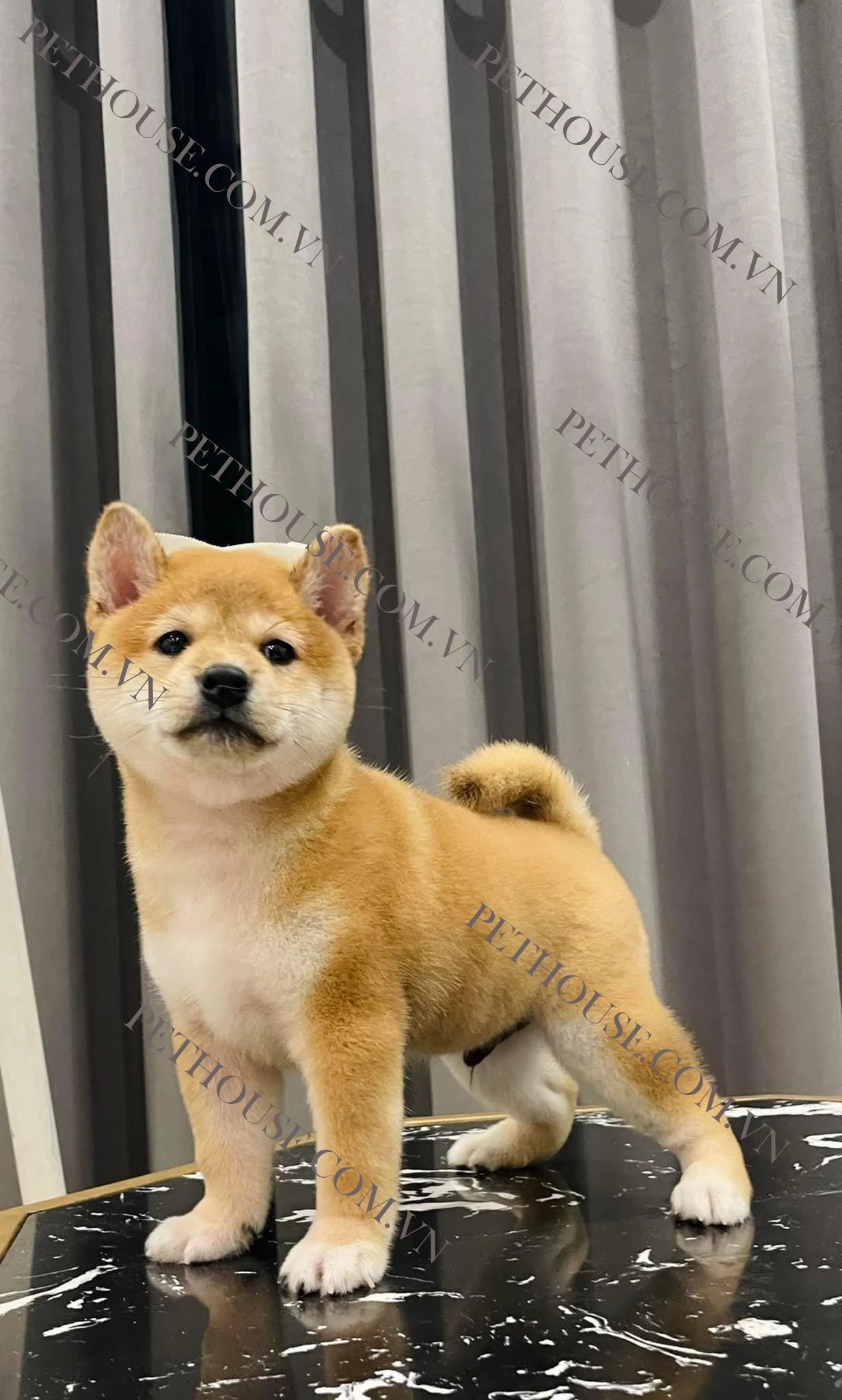 Chó Shiba Inu tại cửa hàng