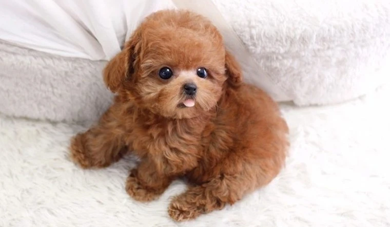 Chó Poodle