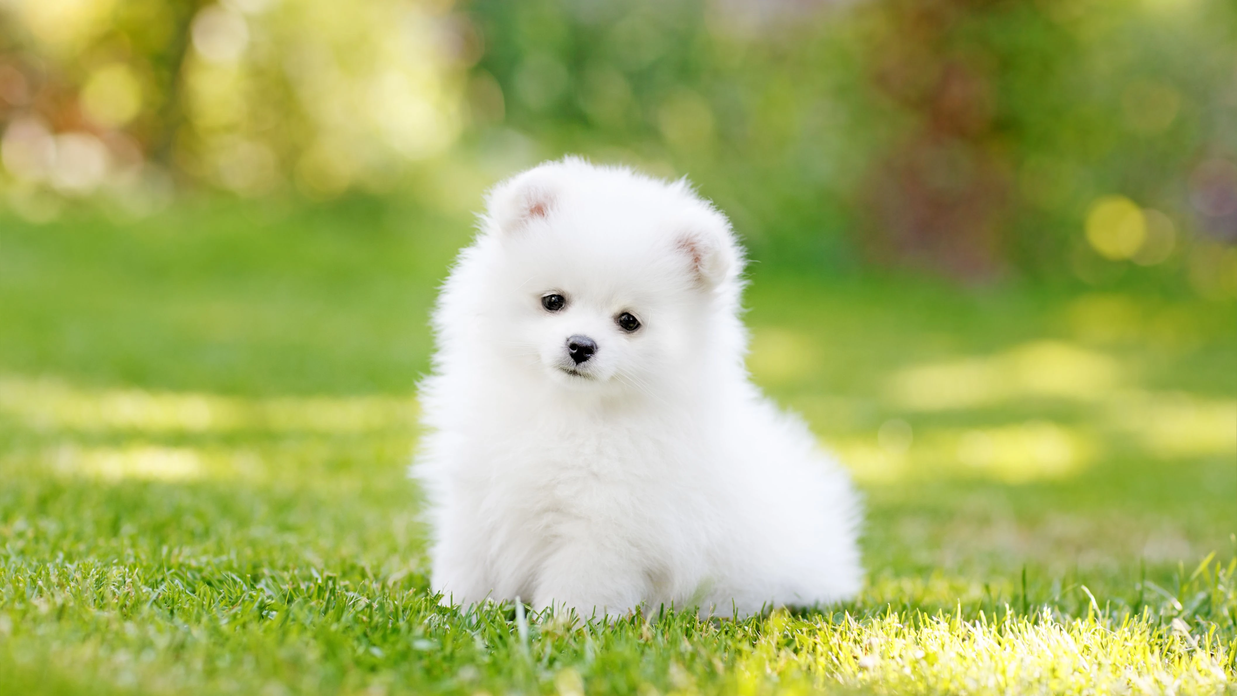 Chó Pomeranian