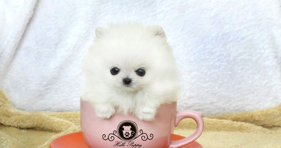 Chó Teacup Phốc Sóc