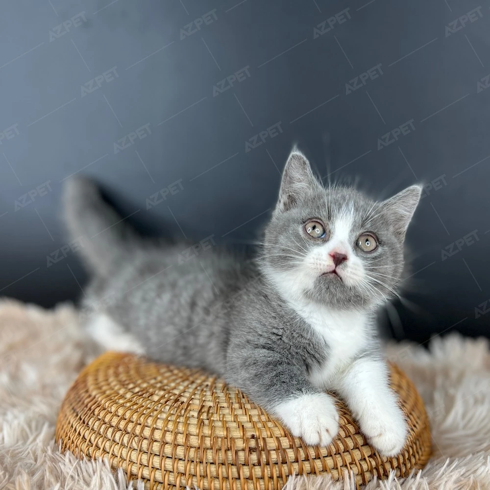 Mèo Scottish Tabby