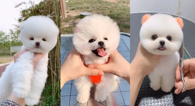 Chó Phốc Sóc Cute