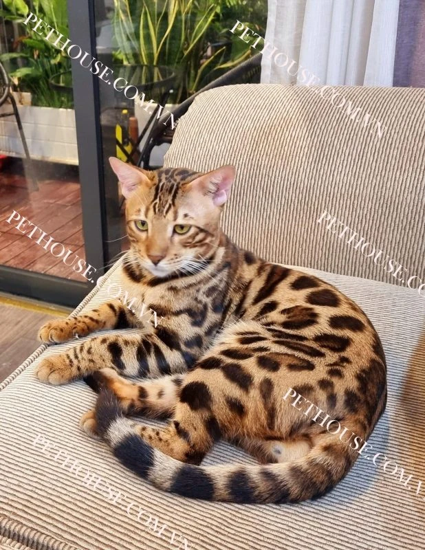 Mèo Bengal