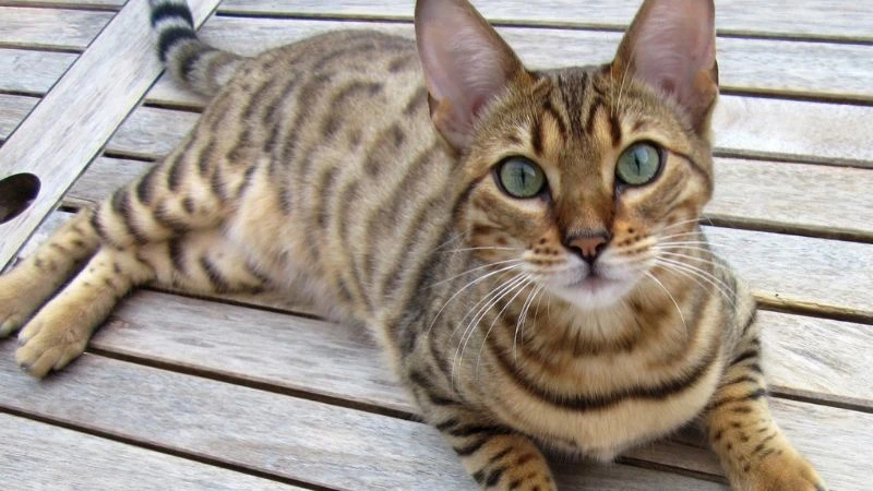 Mèo Bengal