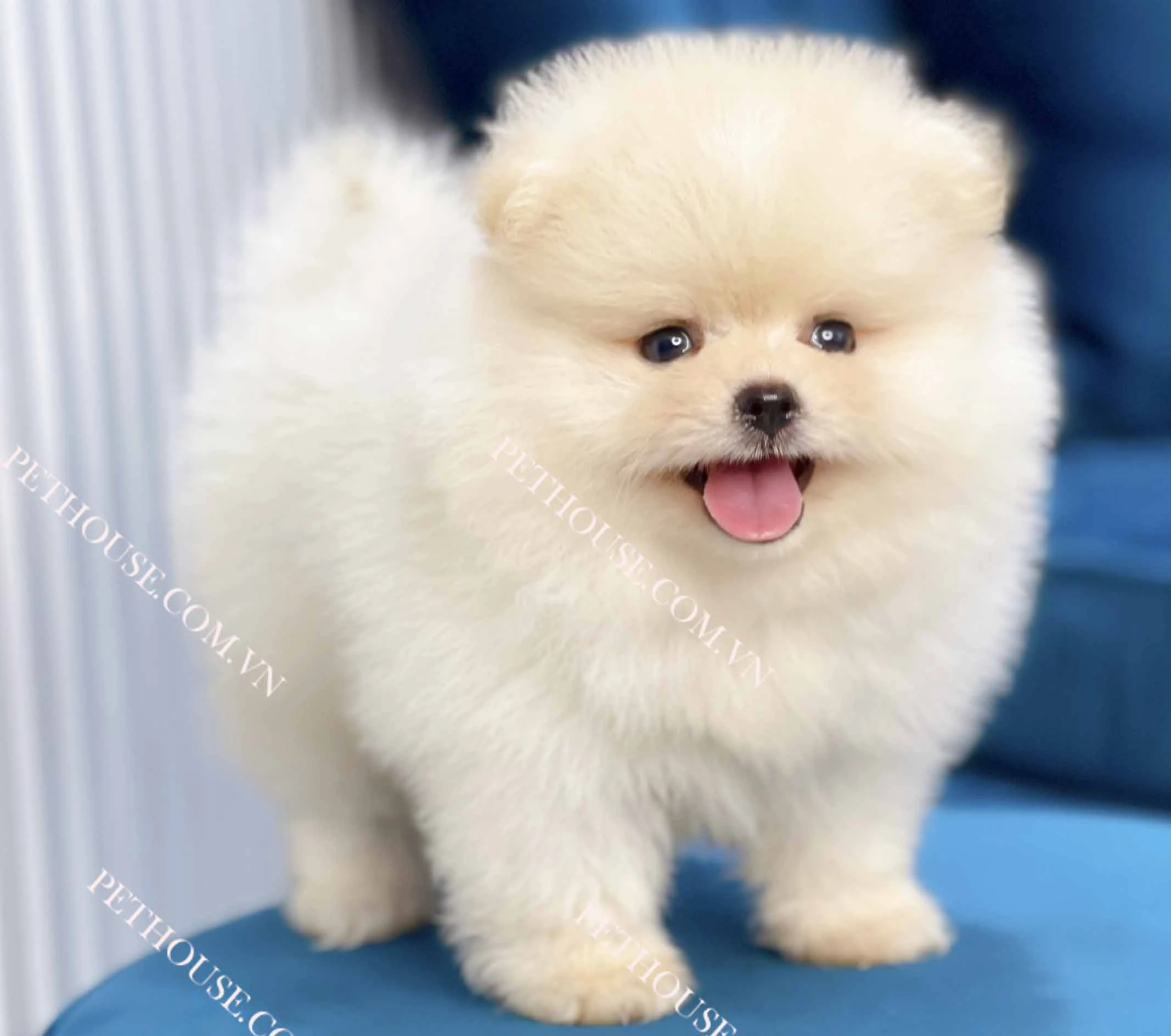 Chó Phốc Sóc Mini Cute