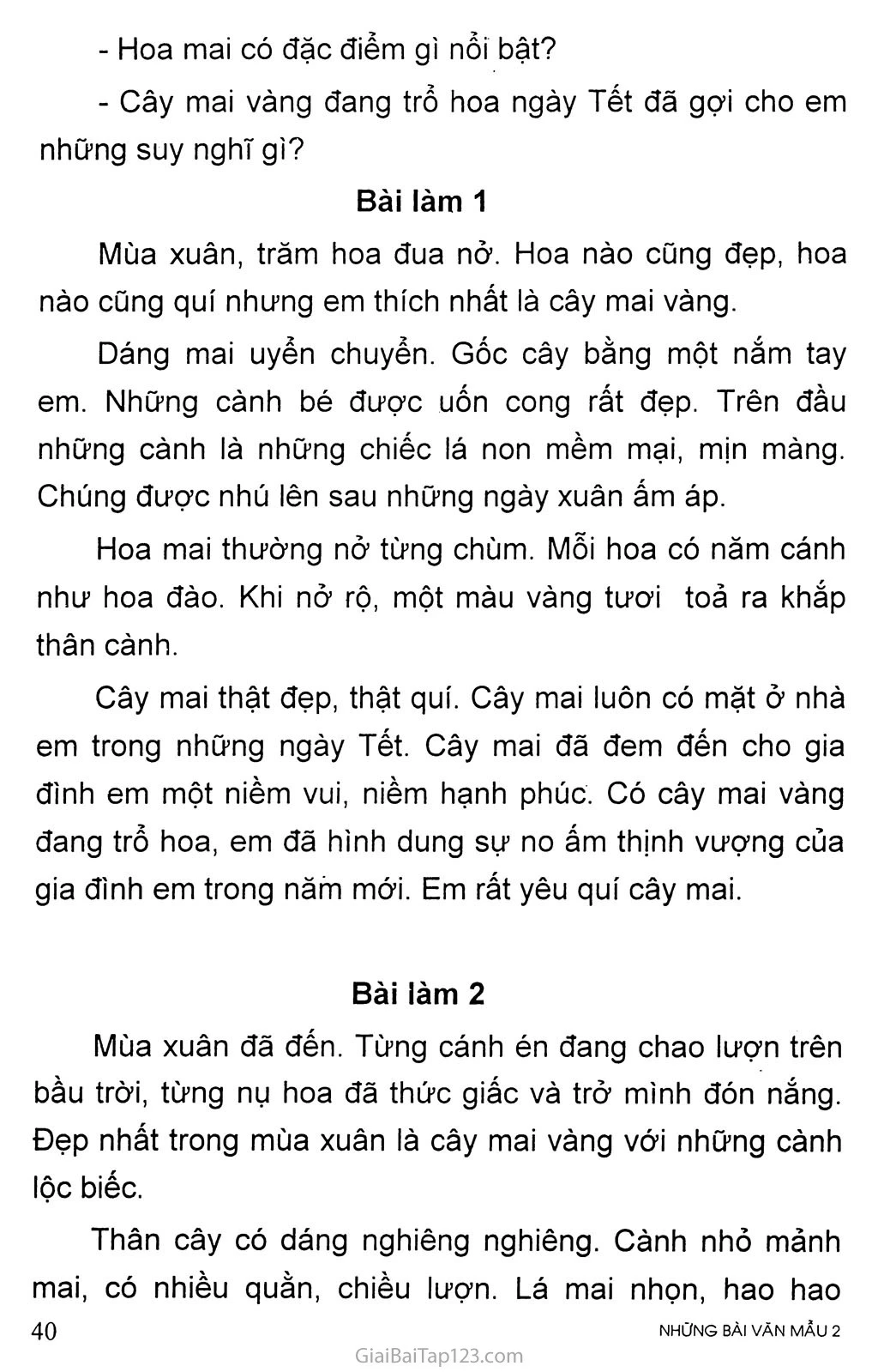 Hình ảnh cây mai ngã bóng