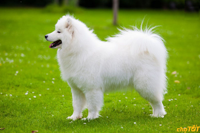 Mua Bán Chó Samoyed Con, Trưởng Thành Lông Trắng Đẹp, Giá Tốt Uy Tín