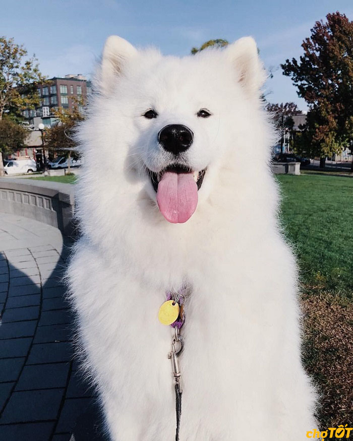 Mua Bán Chó Samoyed Con, Trưởng Thành Lông Trắng Đẹp, Giá Tốt Uy Tín