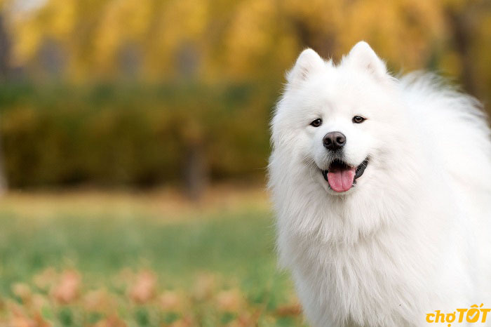 Mua Bán Chó Samoyed Con, Trưởng Thành Lông Trắng Đẹp, Giá Tốt Uy Tín