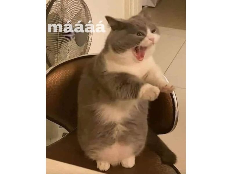 Tổng hợp meme mèo hài bựa, meme mèo cute cực dễ thương