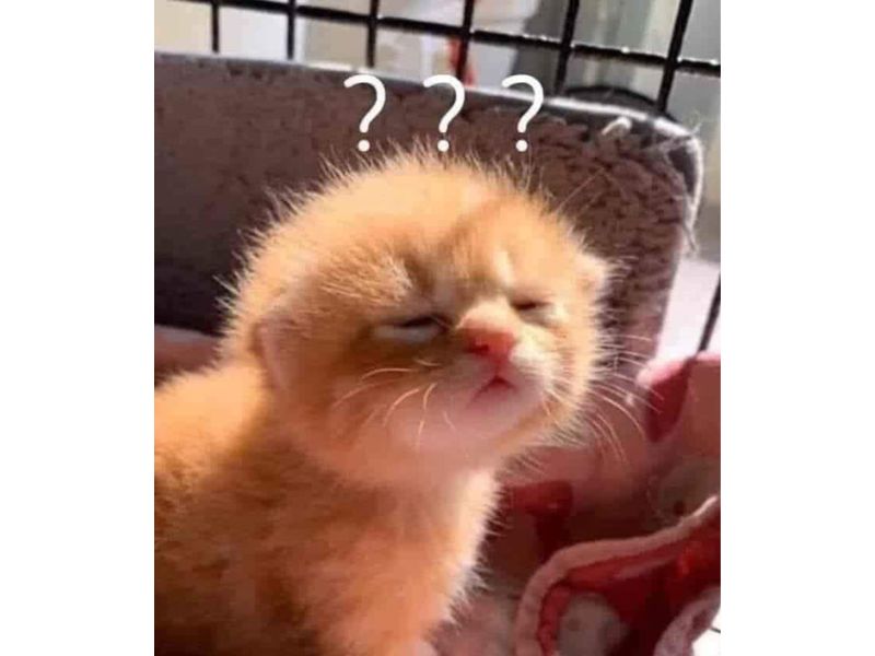 Tổng hợp meme mèo hài bựa, meme mèo cute cực dễ thương