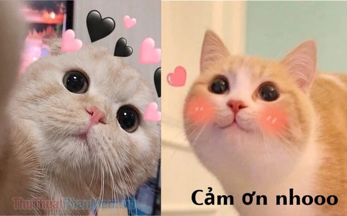 Tải ngay 50+ ảnh cảm ơn meme cute, hài hước nhất